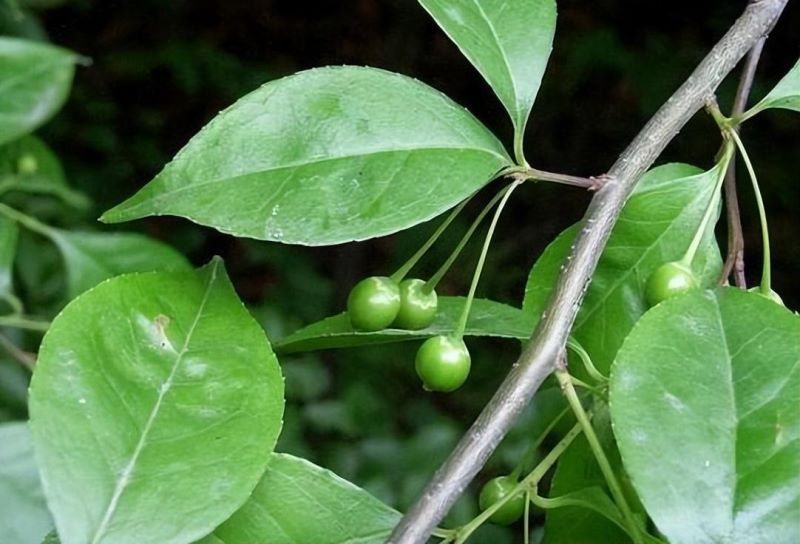 厚叶冬青是什么科「厚叶冬青树图片 盆景」